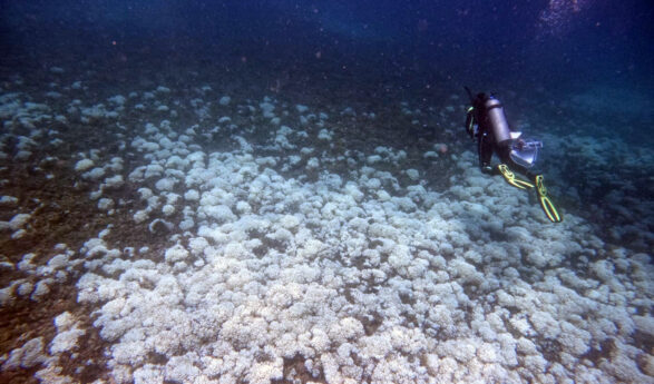 Vierte globale Korallenbleiche: ZMT-Forscherin beobachtet Zustand der Riffe im östlichen tropischen Pazifik