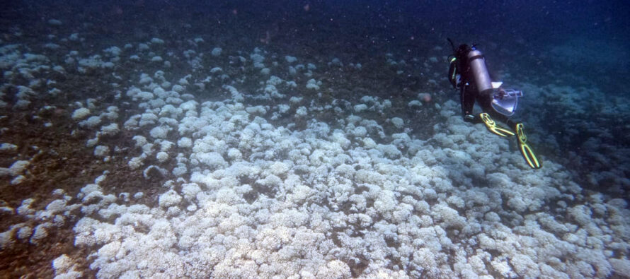 Vierte globale Korallenbleiche: ZMT-Forscherin beobachtet Zustand der Riffe im östlichen tropischen Pazifik