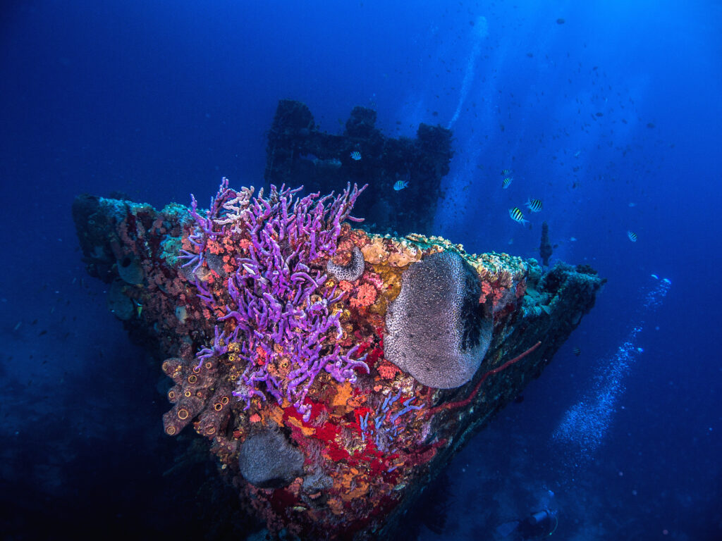 Diving_Jane C Ship Wreck© Aruba Tourism Authority_Romeo Penacino