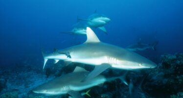 Fangverbot zum November aufgehoben – Malediven bald kein Haiparadies mehr?