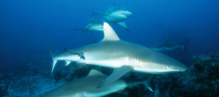 Fangverbot zum November aufgehoben – Malediven bald kein Haiparadies mehr?